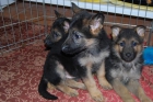 PASTORES ALEMANES DE CALIDAD CON PEDIGREE DE LOE 360 EUROS - mejor precio | unprecio.es