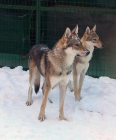 perro lobo checoslovaco - mejor precio | unprecio.es