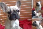 SE VENDE BULLDOG FRANCES - mejor precio | unprecio.es