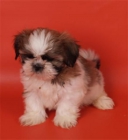 Shih-tzu, elegantes y economicos cachorros - mejor precio | unprecio.es