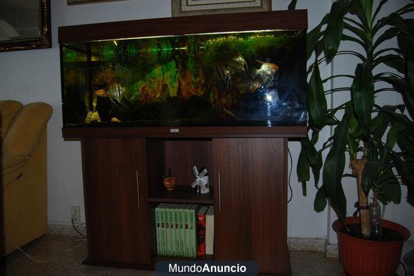 VENDO ACUARIO 250 LITROS COMPLETO CON PECES