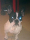 Vendo Bulldog frances - mejor precio | unprecio.es