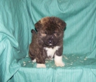 AKITA INU - CACHORROS PERFECTOS PARA ESTAS NAVIDADES - mejor precio | unprecio.es