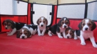 Beagles tricolores cachorros con pedigri. - mejor precio | unprecio.es
