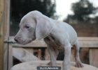 BRACO DE WEIMAR, CACHORROS - mejor precio | unprecio.es