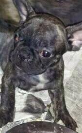 BULLDOG FRANCES. NEGRO ATIGRADO. GARANTIAS