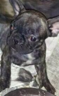 BULLDOG FRANCES. NEGRO ATIGRADO. GARANTIAS - mejor precio | unprecio.es