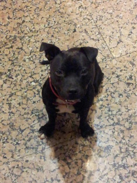 busco novia para mi perro