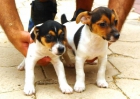 CACHORROS DE JACK RUSSEL 480 - mejor precio | unprecio.es