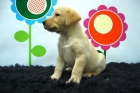 LABRADOR    ALALCANZE DE TODOS LOS BOLSILLOS   www.animalflower.com - mejor precio | unprecio.es