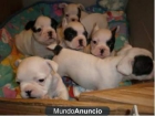 Preciosos bulldog frances con pedigree, - mejor precio | unprecio.es