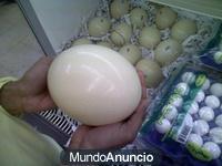 Primer grado huevo primero de avestruz de calidad en venta.