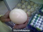Primer grado huevo primero de avestruz de calidad en venta. - mejor precio | unprecio.es