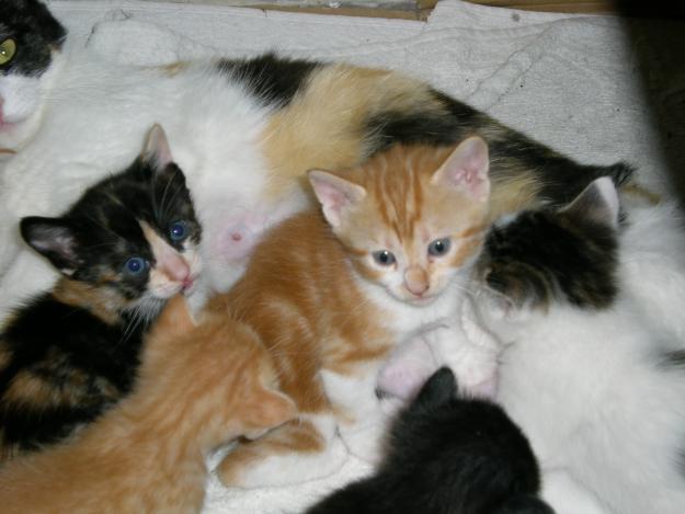 regalo gatitos pequeños: Cádiz y Sevilla