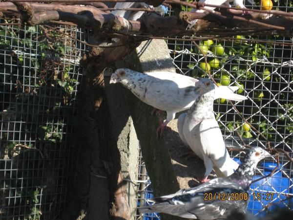 Se Venden Palomas Mensajeras De Raza Antigua