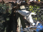 Se Venden Palomas Mensajeras De Raza Antigua - mejor precio | unprecio.es