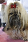 shih tzu alta calidad LOE - mejor precio | unprecio.es