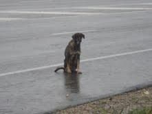 AYUDAME A SACARLA DE LA CARRETERA. DEAMBULA POR LA CARRETERA CON SU CACHORRO MUERTO EN LA BOCA. ESTA EN CORDOBA.