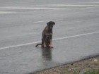 AYUDAME A SACARLA DE LA CARRETERA. DEAMBULA POR LA CARRETERA CON SU CACHORRO MUERTO EN LA BOCA. ESTA EN CORDOBA. - mejor precio | unprecio.es