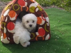 Bichon maltes, cachorros increíbles ¡Pura Raza - mejor precio | unprecio.es