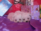 bichon maltes miniaturas - mejor precio | unprecio.es