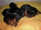 CACHORRITOS DE YORKSHIRE - mejor precio | unprecio.es