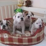 cachorros bulldog saludable y adorable ahora disponibles para adopción.