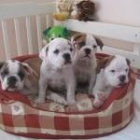 cachorros bulldog saludable y adorable ahora disponibles para adopción. - mejor precio | unprecio.es