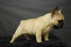 Cachorros de Bulldog frances Color fawn - mejor precio | unprecio.es