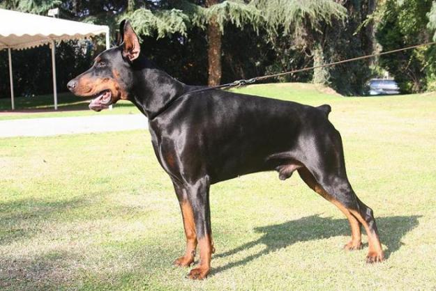 Camada de Dobermann