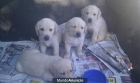 labrador dorado - mejor precio | unprecio.es