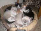 Regalamos gatitos! Urge! - mejor precio | unprecio.es