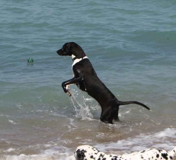 REGALO PERRO - LABRADOR MEZCLA MACHO