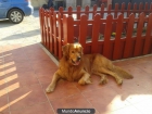 Se REGALA Golden Retriever - mejor precio | unprecio.es
