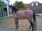 VENDO YEGUA Y CABALLO PRE O CAMBIO POR VAN O SILLA DE MONTAR - mejor precio | unprecio.es