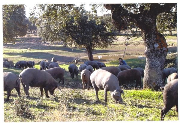 Venta de cerdos ibericos