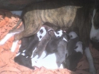 American cachorro marron y blanca  hembra200 - mejor precio | unprecio.es