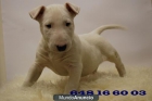 bull terrier NUEVA CAMADA DE CALIDAD - mejor precio | unprecio.es