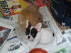 Cachorritos de bulldog frances - mejor precio | unprecio.es