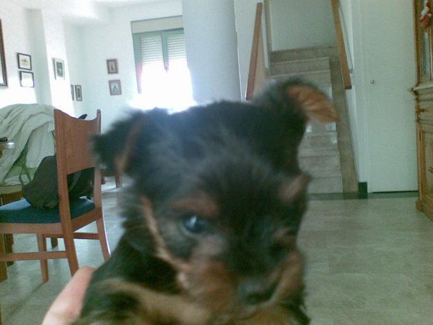 cachorritos yorkshire terrier