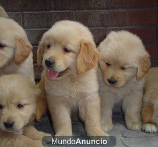 CACHORROS DE GOLDEN RETRIEVER, PRECIOSOS 450 EUROS