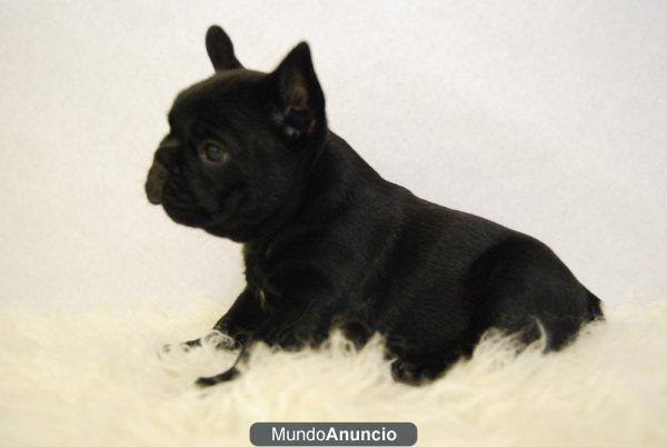 CAMADA DE BULLDOG FRANCES NUEVOS CACHORROS