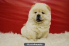 divertidos cachorros de chow chow , muy peluedos - mejor precio | unprecio.es