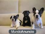 Libre Preciosos perros de bulldog frances 2 hembras y 2 machos