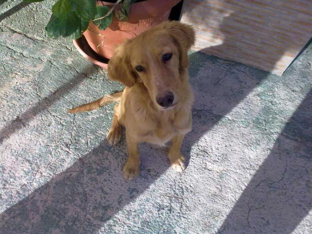 MUY URGENTE!!!!CACHORRITA DE 5 O 6 MESES NECESITA ADOPCION O ACOGIDA URGENTE!!!!!!!!! (Mur