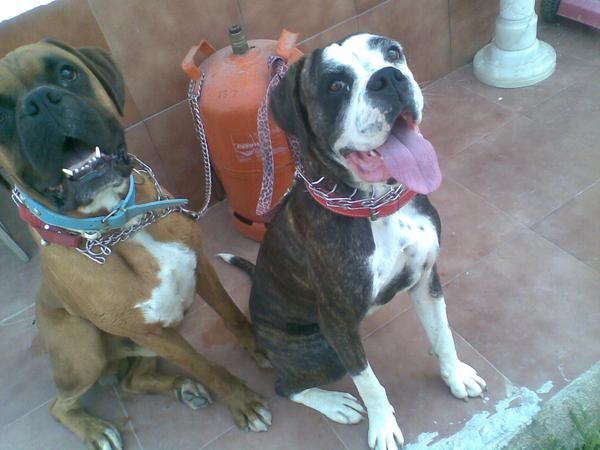 se vende boxer hembra