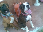 se vende boxer hembra - mejor precio | unprecio.es