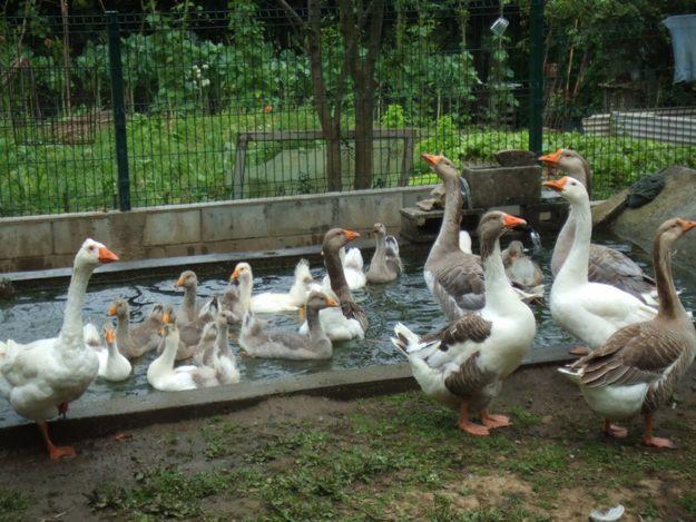 Vendo Ocas,Gansos y Gallinas de raza