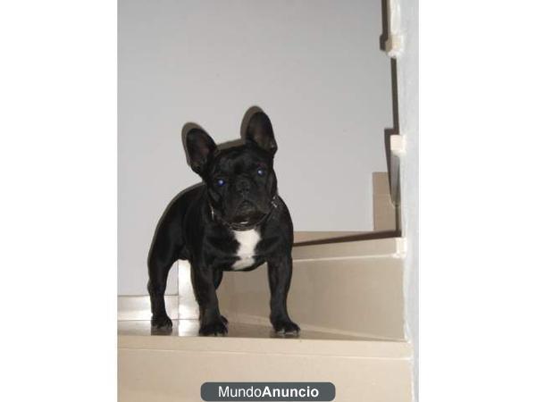 Guapo bulldog francés busca novia!