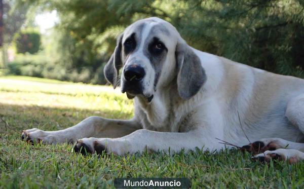 Balto, un pequeño grandullon